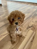 Bindi - F1B Mini Goldendoodle, a female Poodle - Toy  and Miniature Goldendoodle for sale in Franklin, WI – Photo 4 of 4