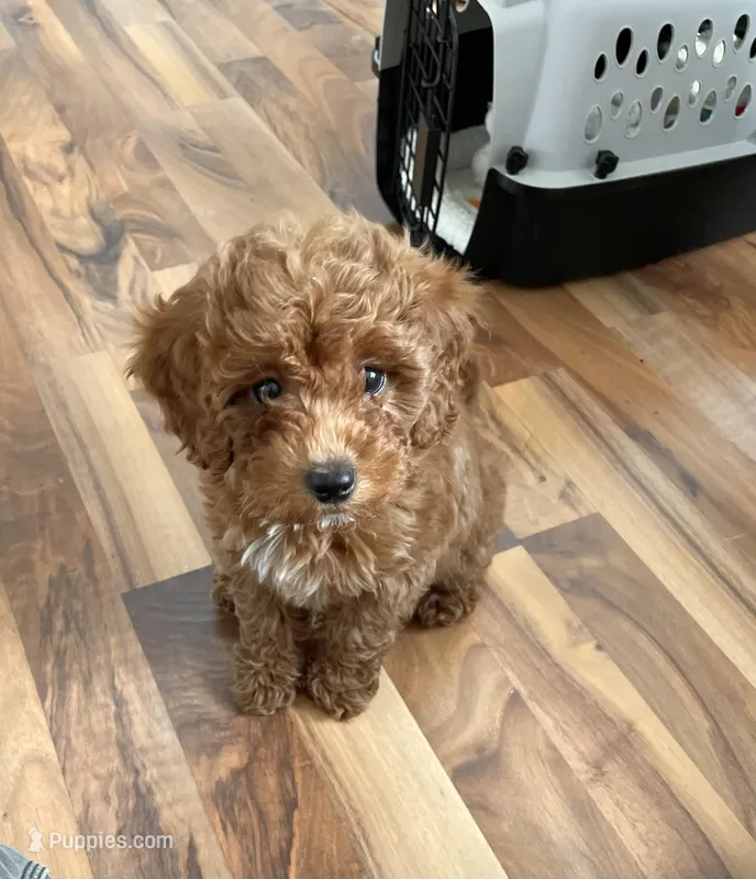 Bindi - F1B Mini Goldendoodle – Poodle - Toy , Miniature Goldendoodle puppy for sale in Franklin, WI