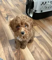 Bindi - F1B Mini Goldendoodle, a female Poodle - Toy  and Miniature Goldendoodle for sale in Franklin, WI – Photo 1 of 4