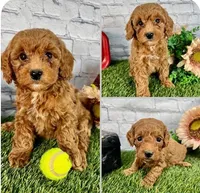 Bindi - F1B Mini Goldendoodle, a female Poodle - Toy  and Miniature Goldendoodle for sale in Franklin, WI – Photo 2 of 4