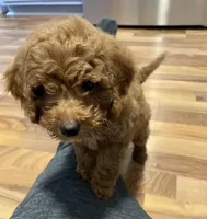 Bindi - F1B Mini Goldendoodle, a female Poodle - Toy  and Miniature Goldendoodle for sale in Franklin, WI – Photo 3 of 4