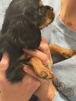 Posey , a female Cavalier King Charles Spaniel for sale in Ridgeland, MS – 6 of 10