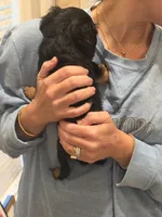 Posey , a female Cavalier King Charles Spaniel for sale in Ridgeland, MS – 7 of 10