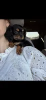 Posey , a female Cavalier King Charles Spaniel for sale in Ridgeland, MS – 5 of 10