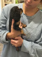 Carlyle, a female Cavalier King Charles Spaniel for sale in Ridgeland, MS – 3 of 4