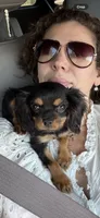 Posey , a female Cavalier King Charles Spaniel for sale in Ridgeland, MS – 4 of 10