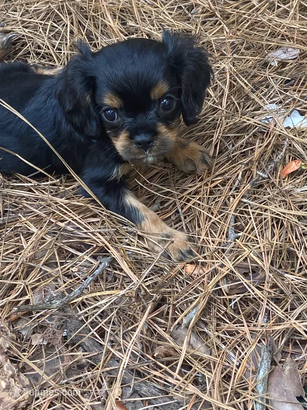 Posey  – Cavalier King Charles Spaniel puppy for sale in Ridgeland, MS