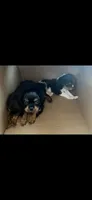 Poppy, a female Cavalier King Charles Spaniel for sale in Ridgeland, MS – 2 of 4