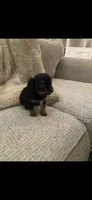 Posey , a female Cavalier King Charles Spaniel for sale in Ridgeland, MS – 3 of 3
