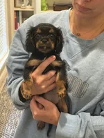 Carlyle, a female Cavalier King Charles Spaniel for sale in Ridgeland, MS – 4 of 4