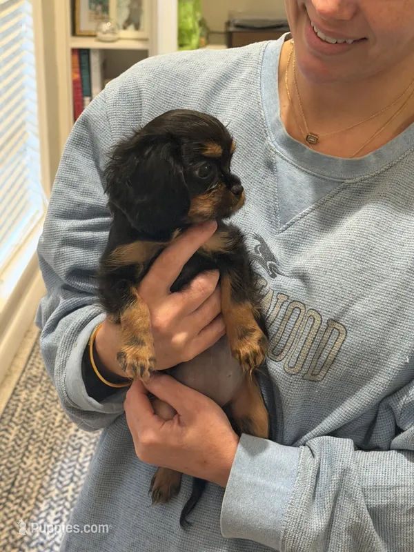 Carlyle – Cavalier King Charles Spaniel puppy for sale in Ridgeland, MS