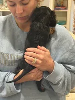 Carlyle, a female Cavalier King Charles Spaniel for sale in Ridgeland, MS – 2 of 4