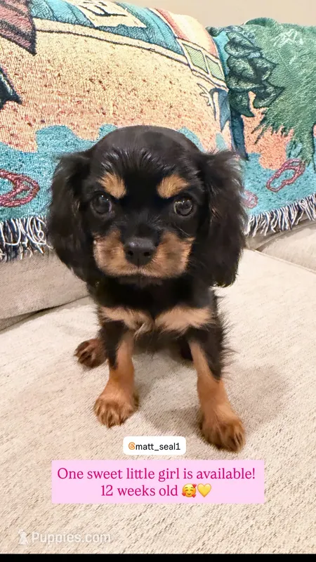 Posey  – Cavalier King Charles Spaniel puppy for sale in Ridgeland, MS