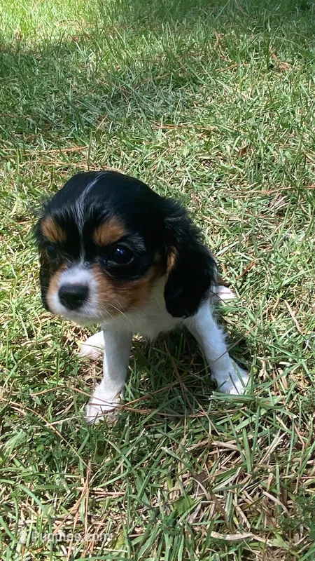 Poppy – Cavalier King Charles Spaniel puppy for sale in Ridgeland, MS