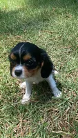 Poppy, a female Cavalier King Charles Spaniel for sale in Ridgeland, MS – 1 of 4