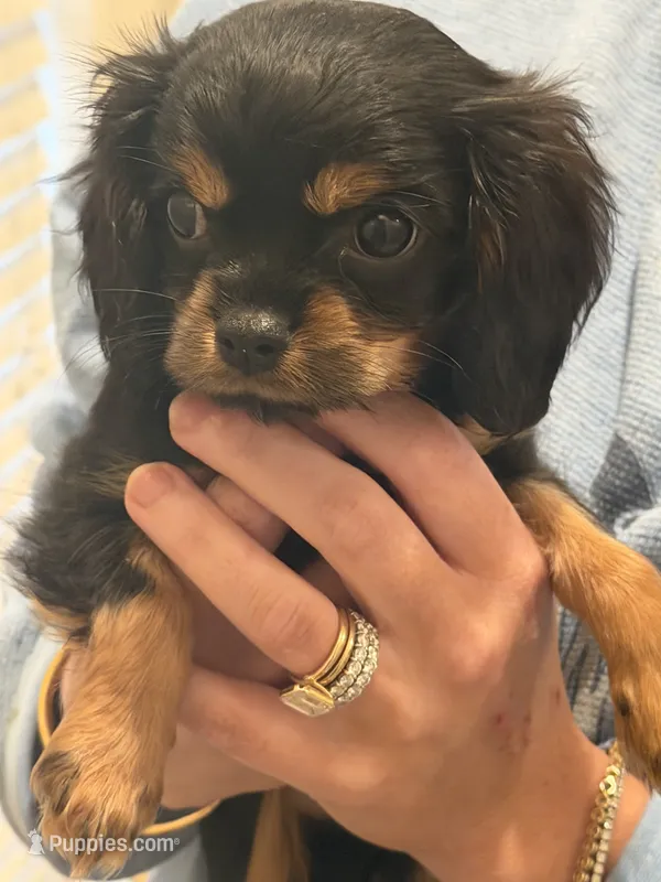 Posey  – Cavalier King Charles Spaniel puppy for sale in Ridgeland, MS