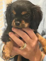 Posey , a female Cavalier King Charles Spaniel for sale in Ridgeland, MS – 3 of 10