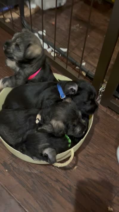 New puppy , a male Miniature Schnauzer for sale in Spring, TX – 3 of 3
