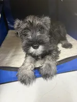 Young , a male Miniature Schnauzer for sale in Spring, TX – 2 of 5