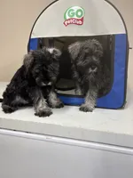 Young , a male Miniature Schnauzer for sale in Spring, TX – 5 of 5