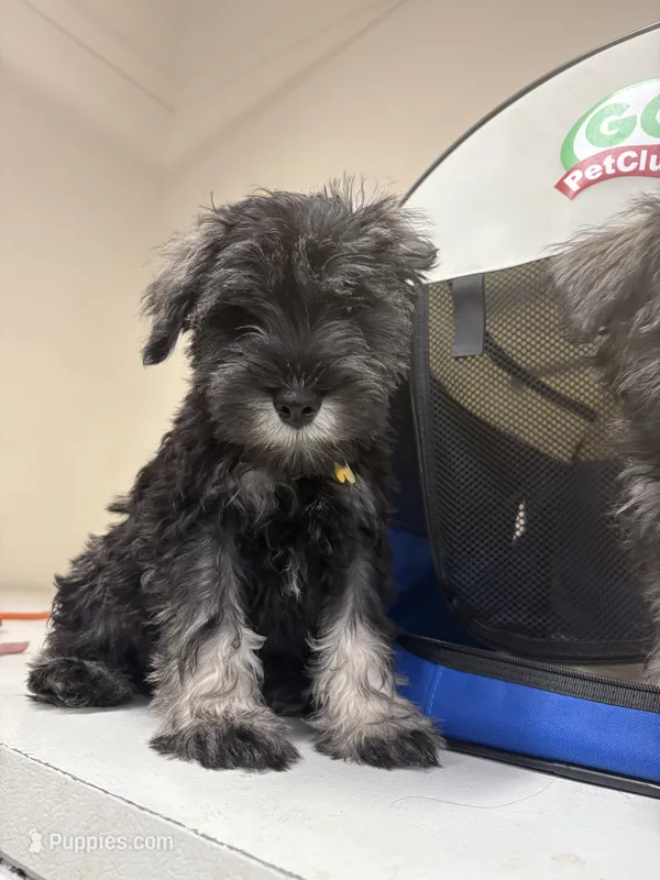 Young , a male Miniature Schnauzer for sale in Spring, TX – 1 of 5