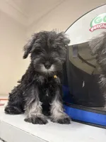 Young , a male Miniature Schnauzer for sale in Spring, TX – 1 of 5