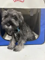 Young , a male Miniature Schnauzer for sale in Spring, TX – 4 of 5