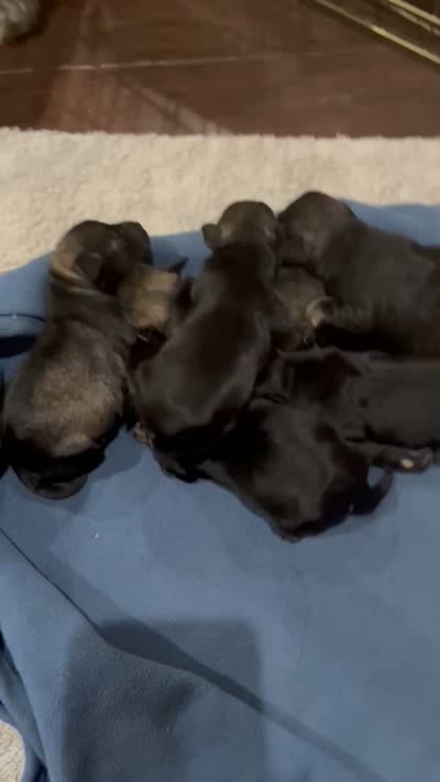 New puppy , a male Miniature Schnauzer for sale in Spring, TX – 2 of 3