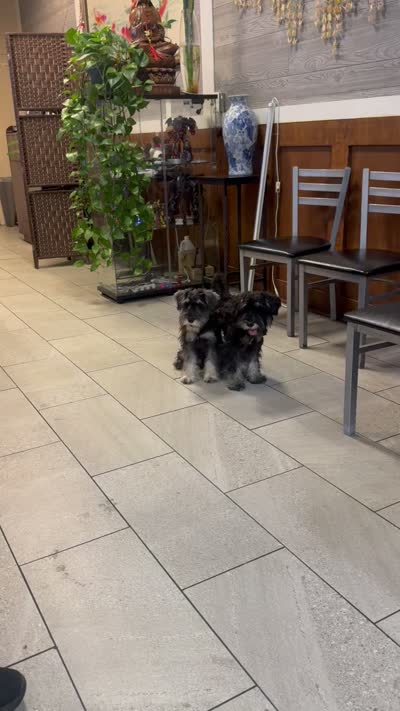 Young , a male Miniature Schnauzer for sale in Spring, TX – 3 of 5
