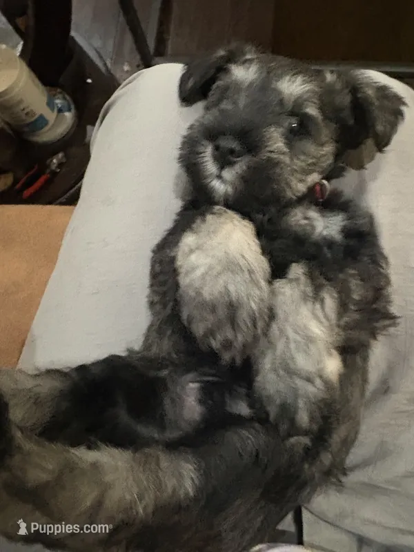 New puppy , a male Miniature Schnauzer for sale in Spring, TX – 1 of 3