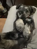 New puppy , a male Miniature Schnauzer for sale in Spring, TX – 1 of 3