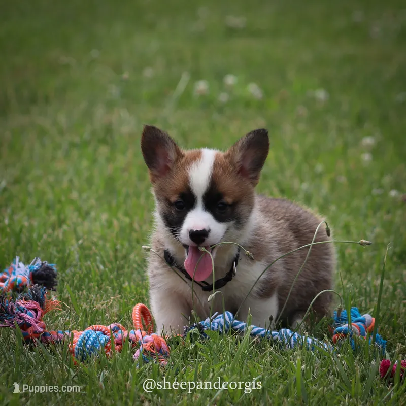 Sasha – Pembroke Welsh Corgi puppy for sale in Wever, IA