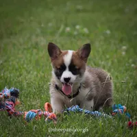 Sasha, a female Pembroke Welsh Corgi for sale in Wever, IA – 1 of 2
