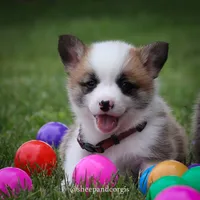 Archie, a male Pembroke Welsh Corgi for sale in Wever, IA – 1 of 2
