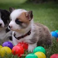 Archie, a male Pembroke Welsh Corgi for sale in Wever, IA – 2 of 2