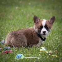 Sasha, a female Pembroke Welsh Corgi for sale in Wever, IA – 2 of 2