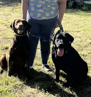 Independence, a male Labrador Retriever for sale in Wilton, CA – 3 of 10