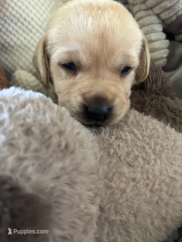 Abigail  – Labrador Retriever puppy for sale in Wilton, CA