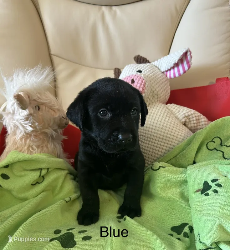 Blue – Labrador Retriever puppy for sale in Wilton, CA