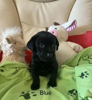 Blue, a male Labrador Retriever for sale in Wilton, CA – 1 of 10