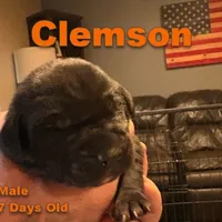 Clemson , a male Labrador Retriever for sale in Wilton, CA – Photo 1 of 8