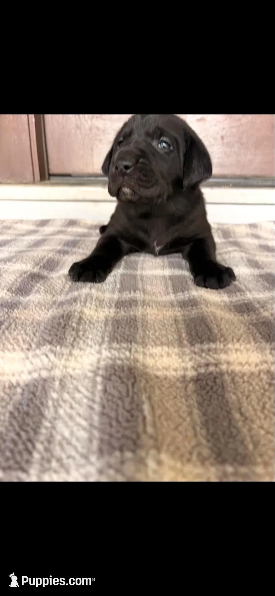 Reba, a female Labrador Retriever for sale in Wilton, CA – Photo 4 of 9