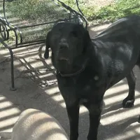 Clemson , a male Labrador Retriever for sale in Wilton, CA – Photo 7 of 8