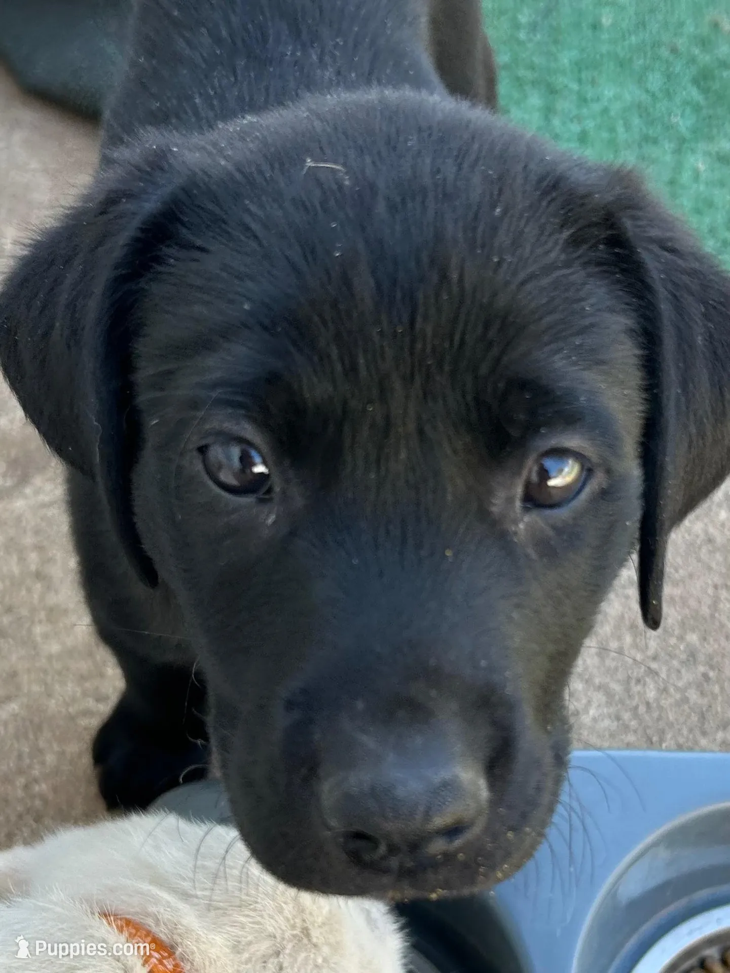 Reba, a female Labrador Retriever for sale in Wilton, CA – Photo 9 of 9