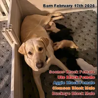 Clemson , a male Labrador Retriever for sale in Wilton, CA – Photo 5 of 8