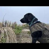 Clemson , a male Labrador Retriever for sale in Wilton, CA – Photo 8 of 8