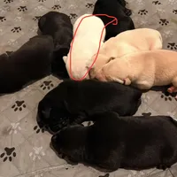 Clemson , a male Labrador Retriever for sale in Wilton, CA – Photo 6 of 8