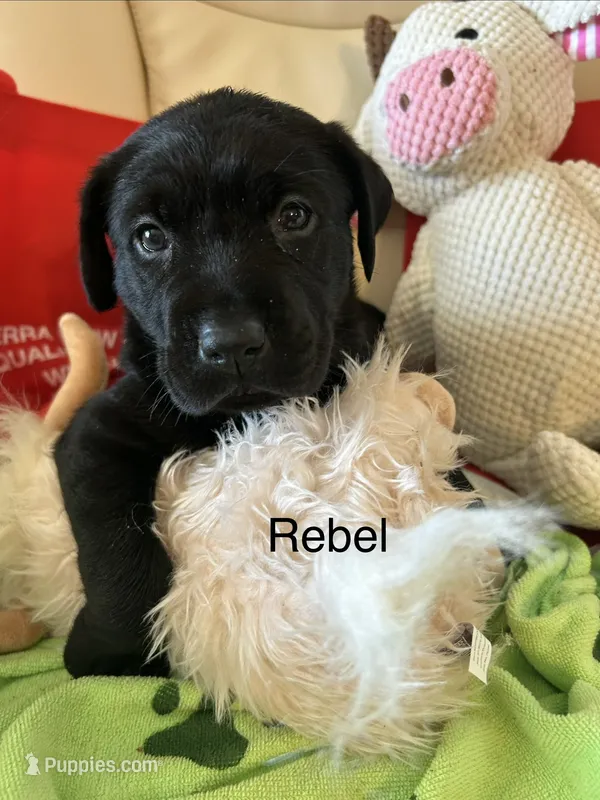 Rebel – Labrador Retriever puppy for sale in Wilton, CA