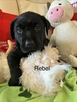 Rebel, a male Labrador Retriever for sale in Wilton, CA – 1 of 10
