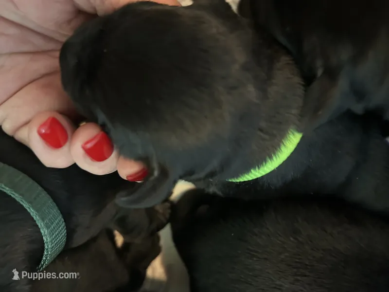 Mayflower – Labrador Retriever puppy for sale in Wilton, CA